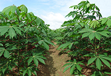 Cassava (Tapioca)
